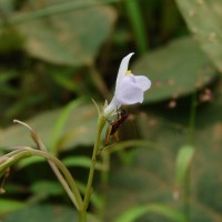 Bonnaya antipoda (L.) Druce